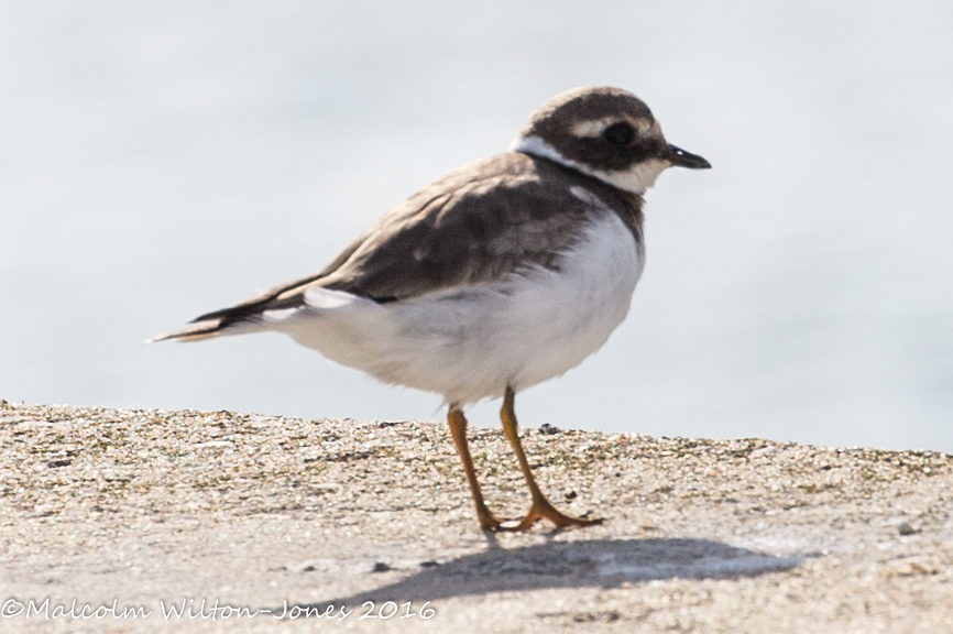 Ringed Plover; Chorlitejo Grande