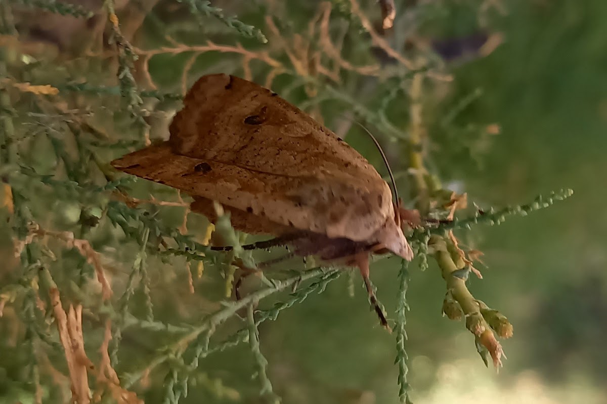 Large yellow underwing