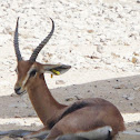 Idmi or Mountain Gazelle