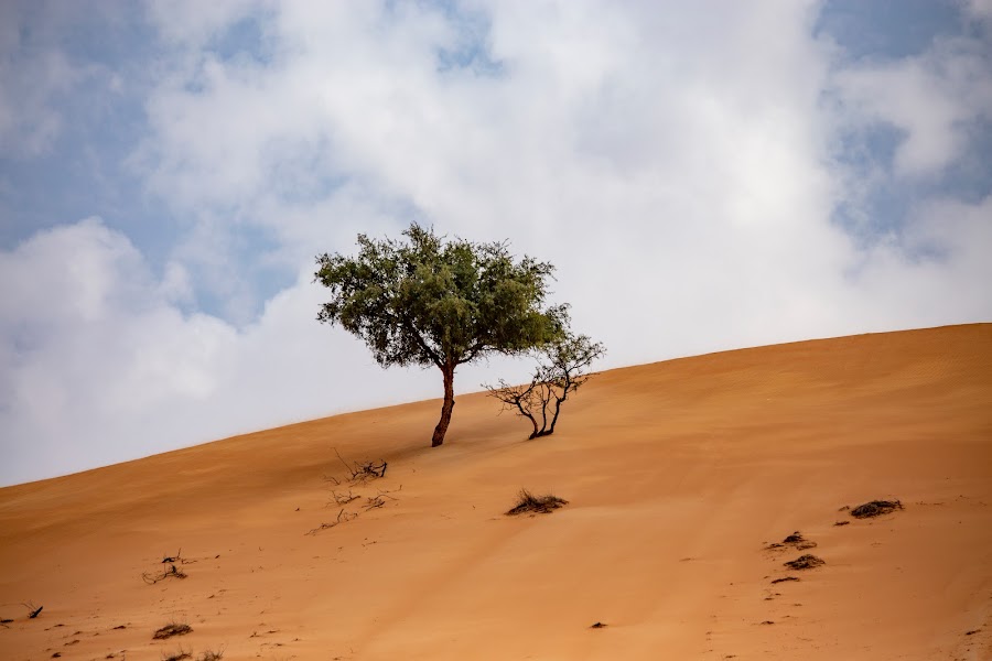 Sharqiya Sands, Oman, pustynia, drzewo, samotne drzewo