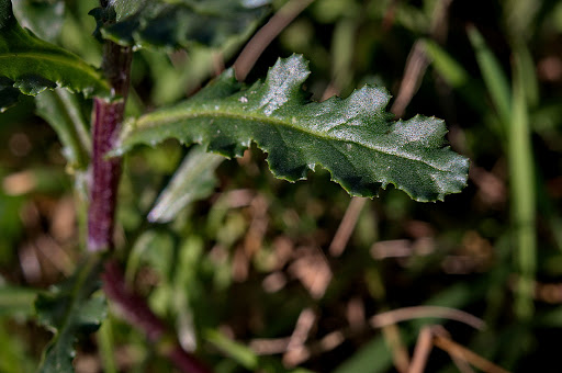 Senecio vulgaris