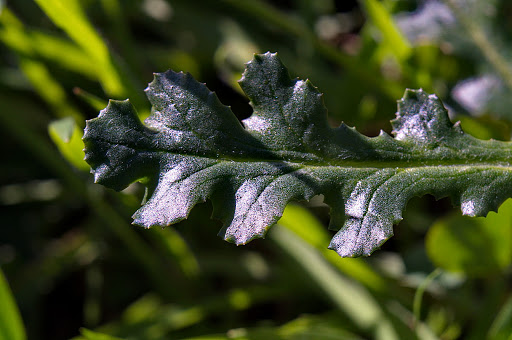 Senecio vulgaris