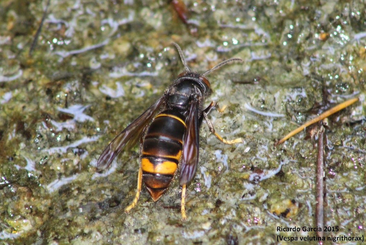 Asian predatory wasp