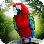 Jungle Parrot Simulator - try wild bird survival! 1.3.1