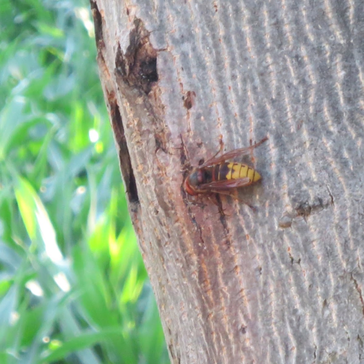 European hornet