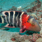 Redbreasted Wrasse