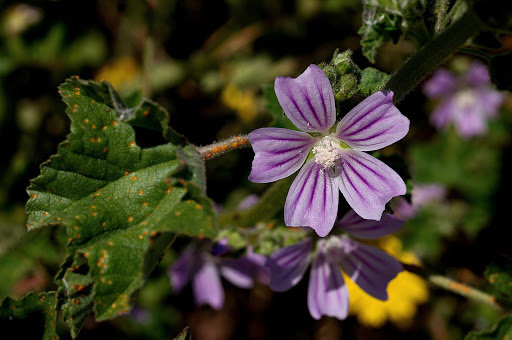 Lavatera cretica