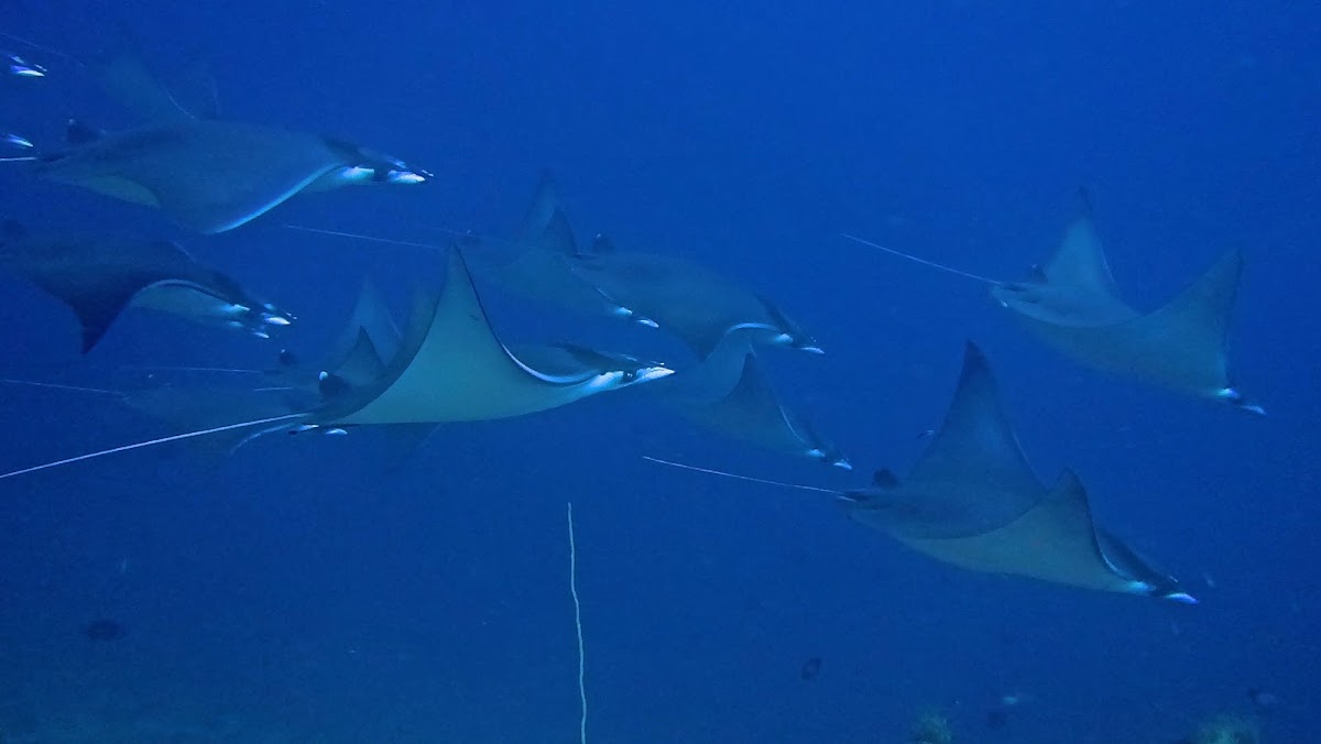 Mobula/Devil Rays