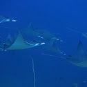 Mobula/Devil Rays