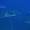 Mobula/Devil Rays