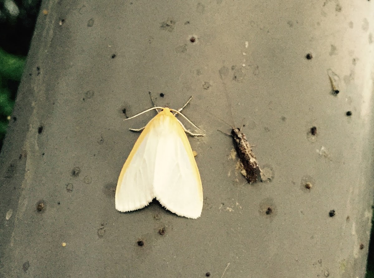 dogbane tiger moth