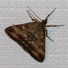 Pyralidae Moth