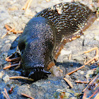 Black slug