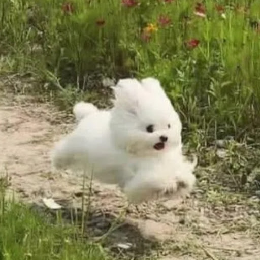 mi ˊ˗のプロフィール画像