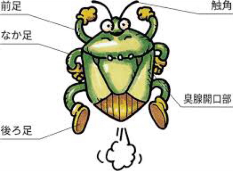 GTOのカメムシアタック😭・手が草・虫の知らせ？に関するカスタム事例の投稿画像5枚目
