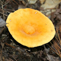 Weeping Milk Cap