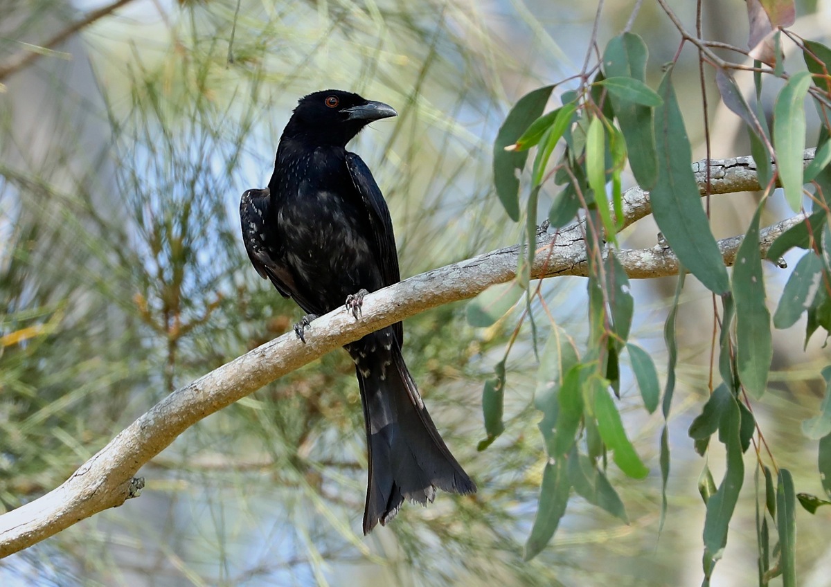 Spangled Drongo