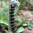 Painted Lady Caterpillar