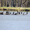 Double-crested Cormorant