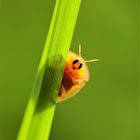 Tortoise Beetle