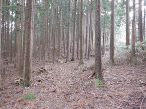 作業道と合流し右へ