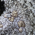 Bullseye Lichen