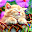Cat Live Wallpapers Download on Windows