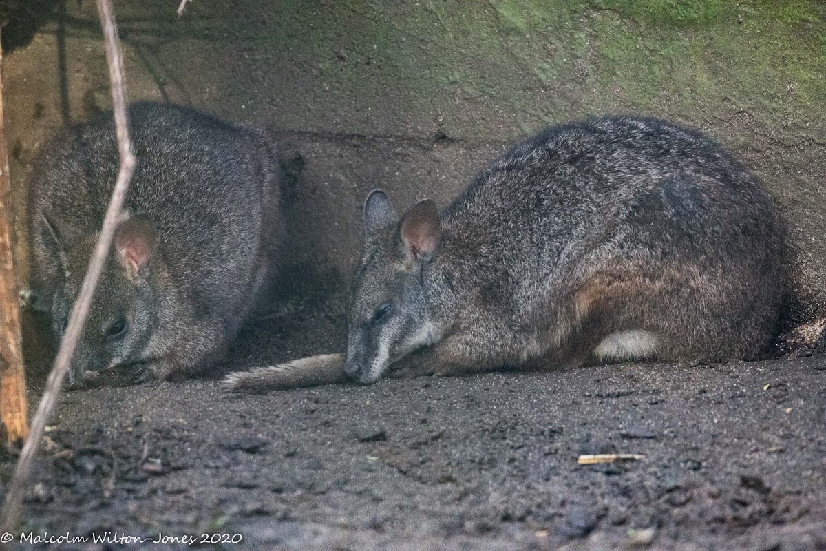 Parma Wallaby