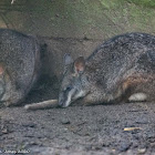 Parma Wallaby