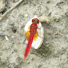 Ruddy Meadow Skimmer Dragonfly