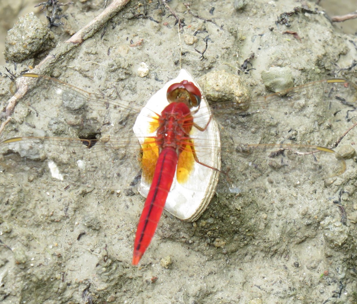 Ruddy Meadow Skimmer Dragonfly