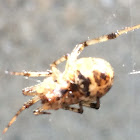 Spotted Orbweaver