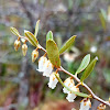 Wild cranberry blossoms