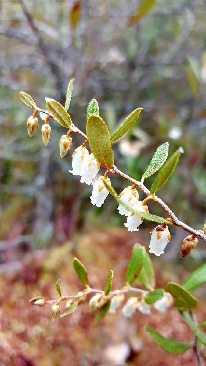 Wild cranberry blossoms