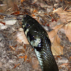 The grass snake