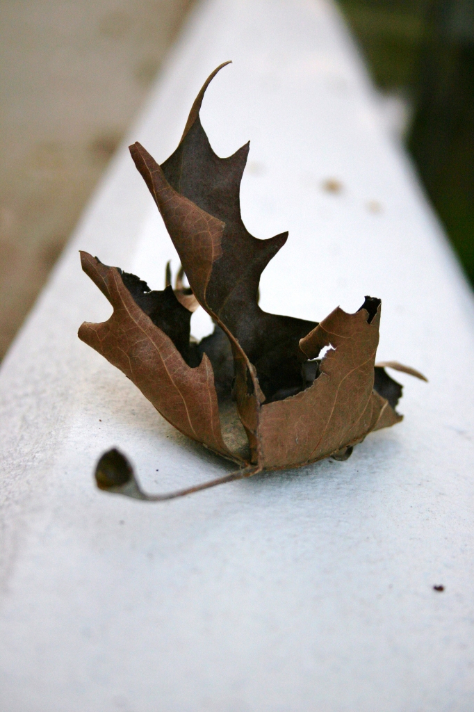 Brown leaf di Marie Laveaux