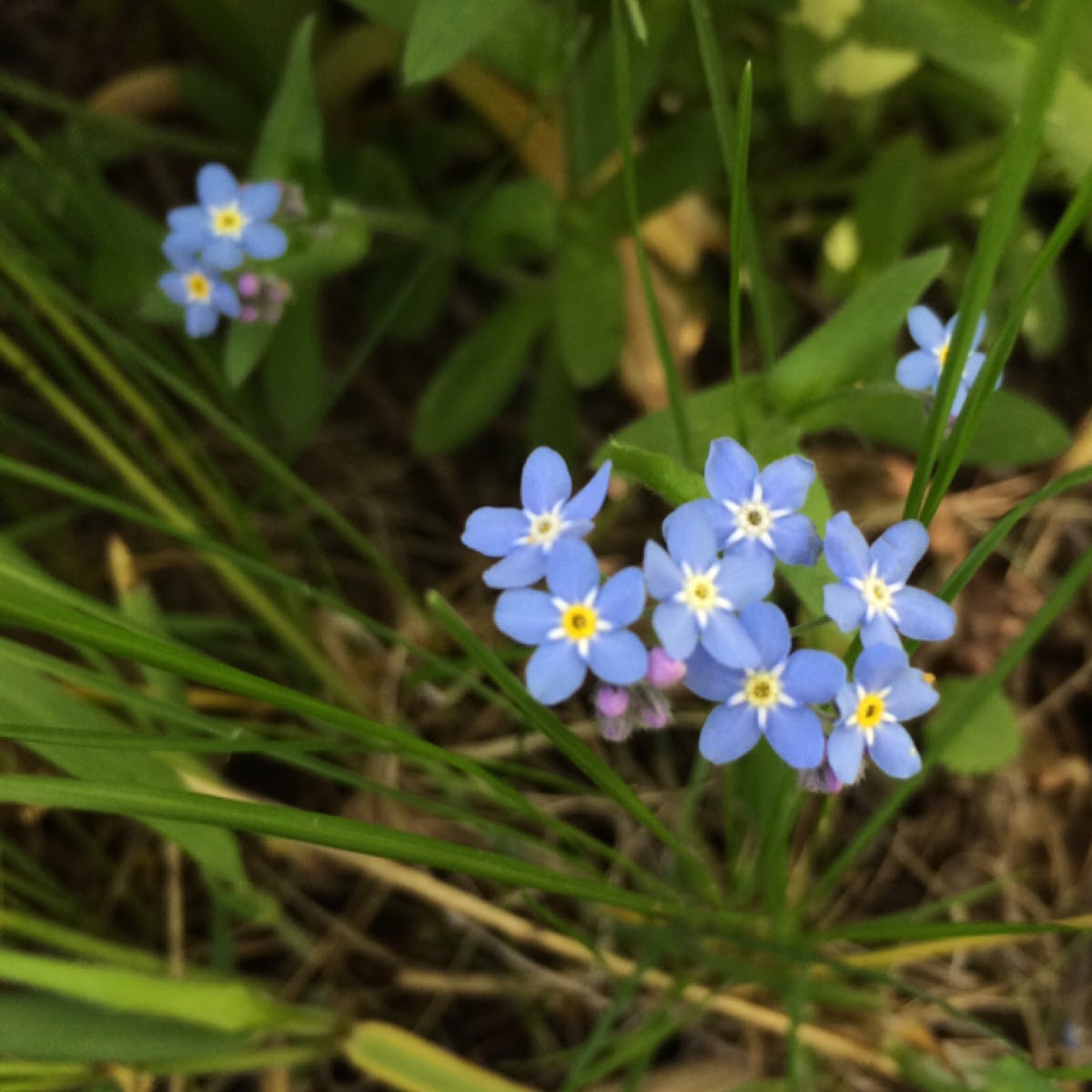 Forget-me-not