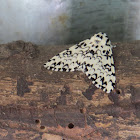 Moth