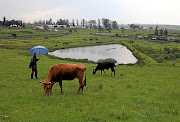 There are an estimated five million people living on Ingonyama Trust land in KZN. File photo.
