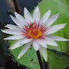 Tropical Water Lily