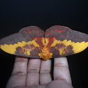 Citheronia Moth