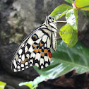 Lime butterfly (Swallowtail)