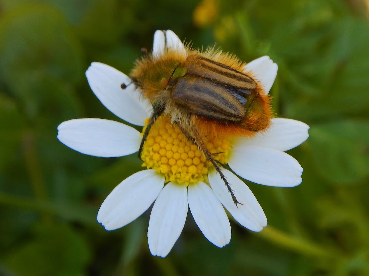 Eulasia pareyssei