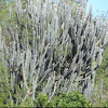 Organ Pipe Cactus