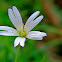 Addersmeat,Greater stitchwort