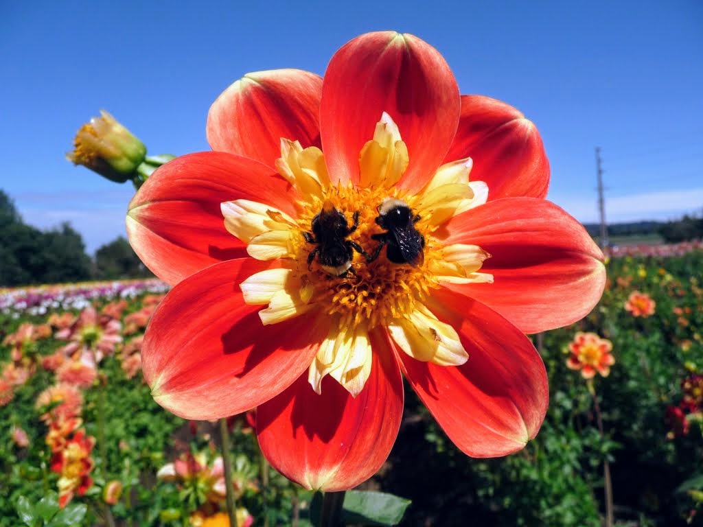 Swan Island Dahlias