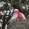 Galah (rose-breasted cockatoo)