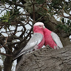 Galah (rose-breasted cockatoo)