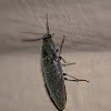 Click Beetle