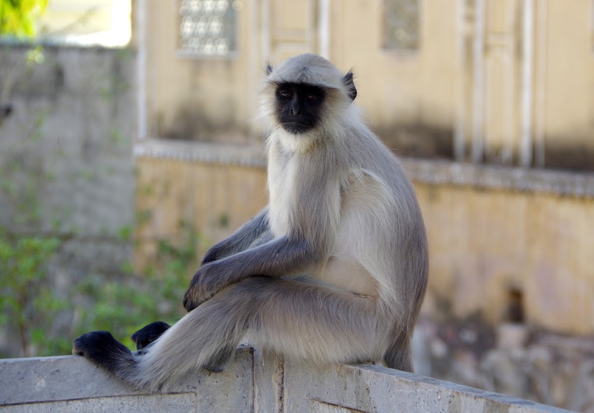 Common Langur